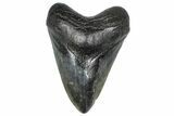 Fossil Megalodon Tooth - South Carolina #367951-1